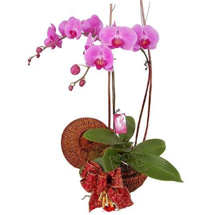 Orchid Bloom: Plant Nursery Malaysia