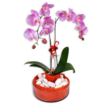 Phalaenopsis Live Orchid:  Gifts Delivery