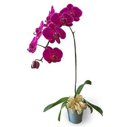 Purple Phalaenopsis Potted Orchid: Last Minute Flower Delivery