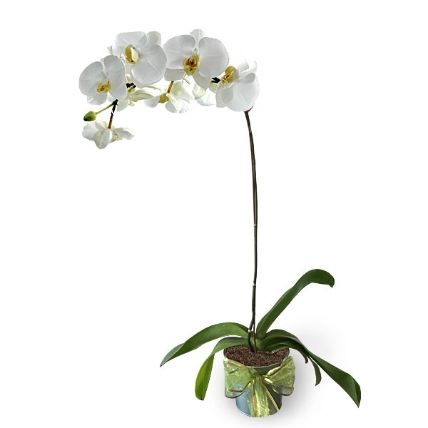 White Phalaenopsis Potted Orchid: Same Day Flowers Delivery