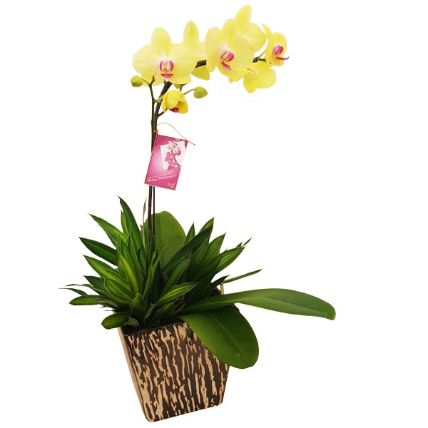 Yellow Phalaenopsis Orchid In A Pot: Last Minute Flower Delivery