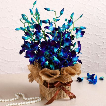 Gorgeous Orchids Arrangement: 