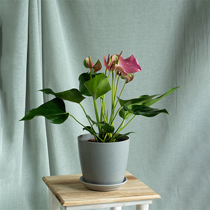 Pink Anthurium Plant Pot: Plant Nursery Malaysia