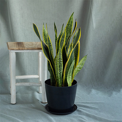 Sansevieria Plant Pot: Gifts for Him