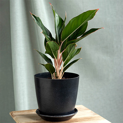 Aglaonema Sapphire Suzanne Plant Pot: Plants Shop