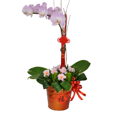 Luck Wishes Orchid Arrangement: Plants Shop