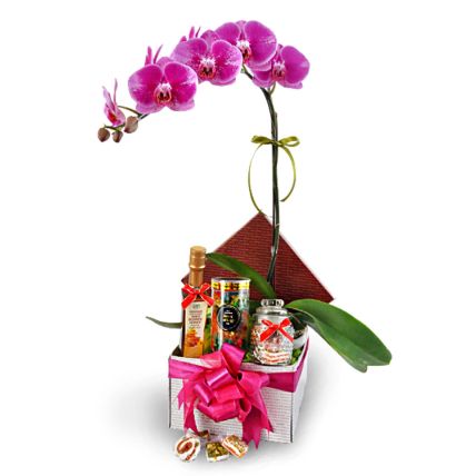 Labisia Orchid Phalaenopsis Flowers With Halal Treats