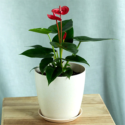 Anthurium Plant Pot