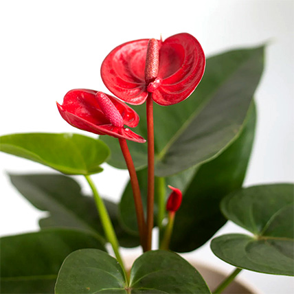 Online Anthurium Plant Pot Gift Delivery in Malaysia - FNP