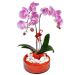 Phalaenopsis Live Orchid