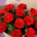 Graceful 20 Red Carnations Bunch