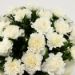 Heavenly 20 White Carnations Bouquet