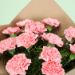 Magical Surprise 12 pink Carnations Bunch