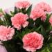 Perfect 6 Pink Carnations Bunch