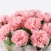 sunshine Love 20 Pink Carnations Bouquet