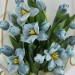 Dazzling 20 Blue Tulips Bouquet