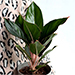 Aglaonema Sapphire Suzanne Plant Pot