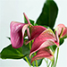 Pink Anthurium Plant Pot