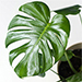 Tropical Monstera Plant Pot