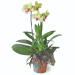 Niloofar Live Phalaenopsis Orchid