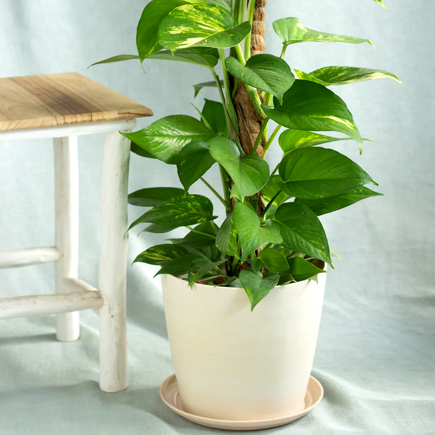 Online Golden Pothos Plant Pot Gift Delivery in Malaysia - FNP